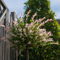 Salix intergra 'Hakuro - Nishiki'  Flamingo Dwarf Willow Tree (multiple sizes available) (PRE ORDER W/C 12/01)