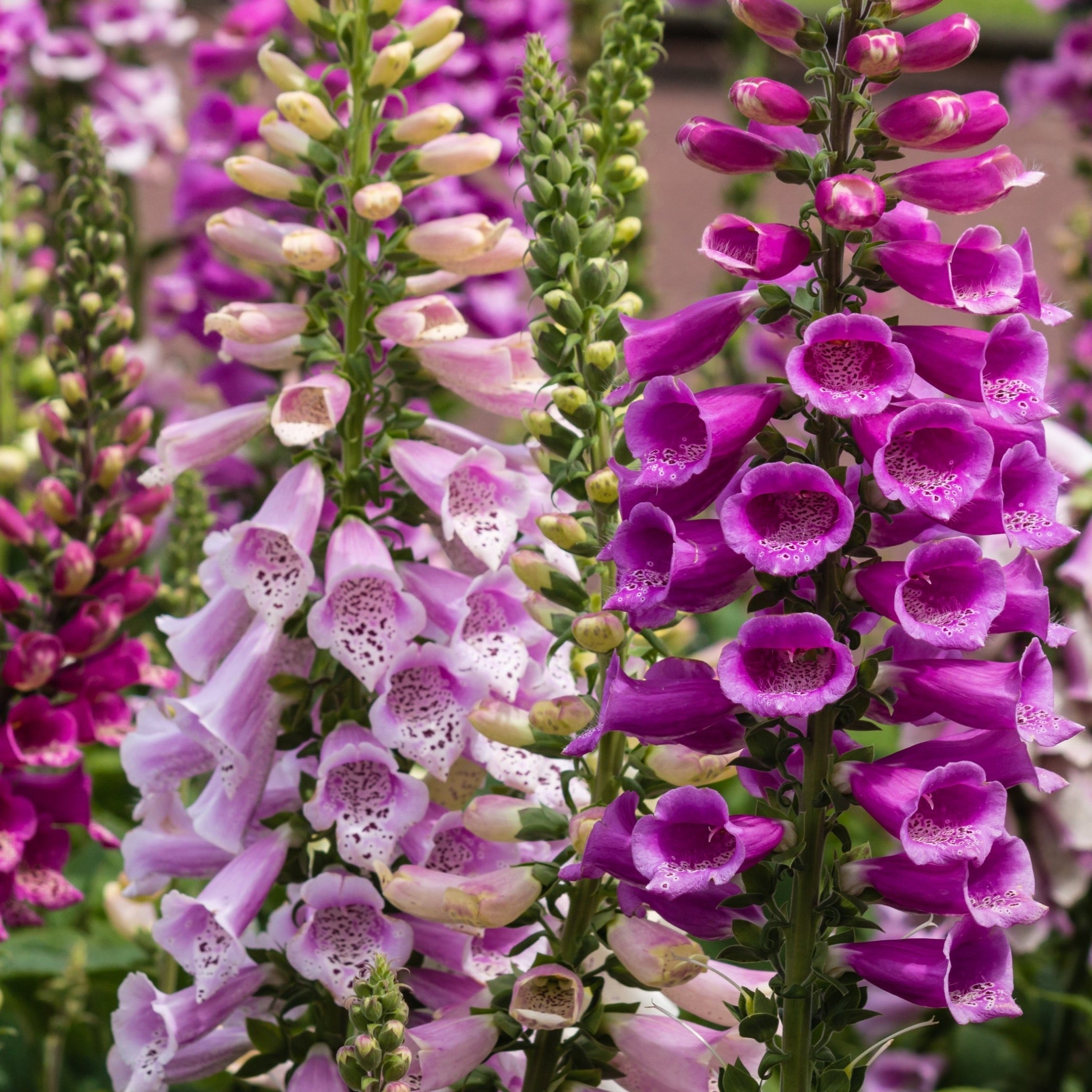 5 Perennials for a Shady Site