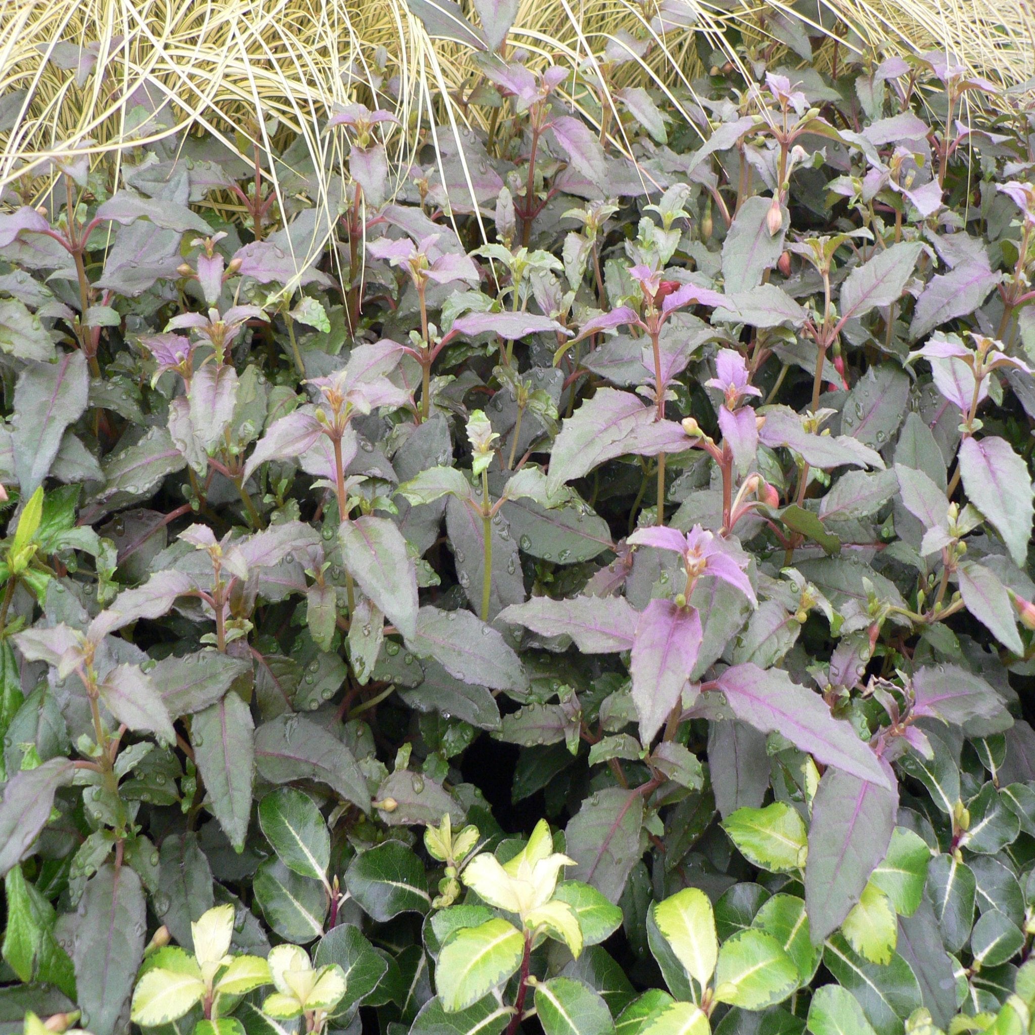 Hardy Fuchsia 'Alice Hoffman' 9cm / 2L