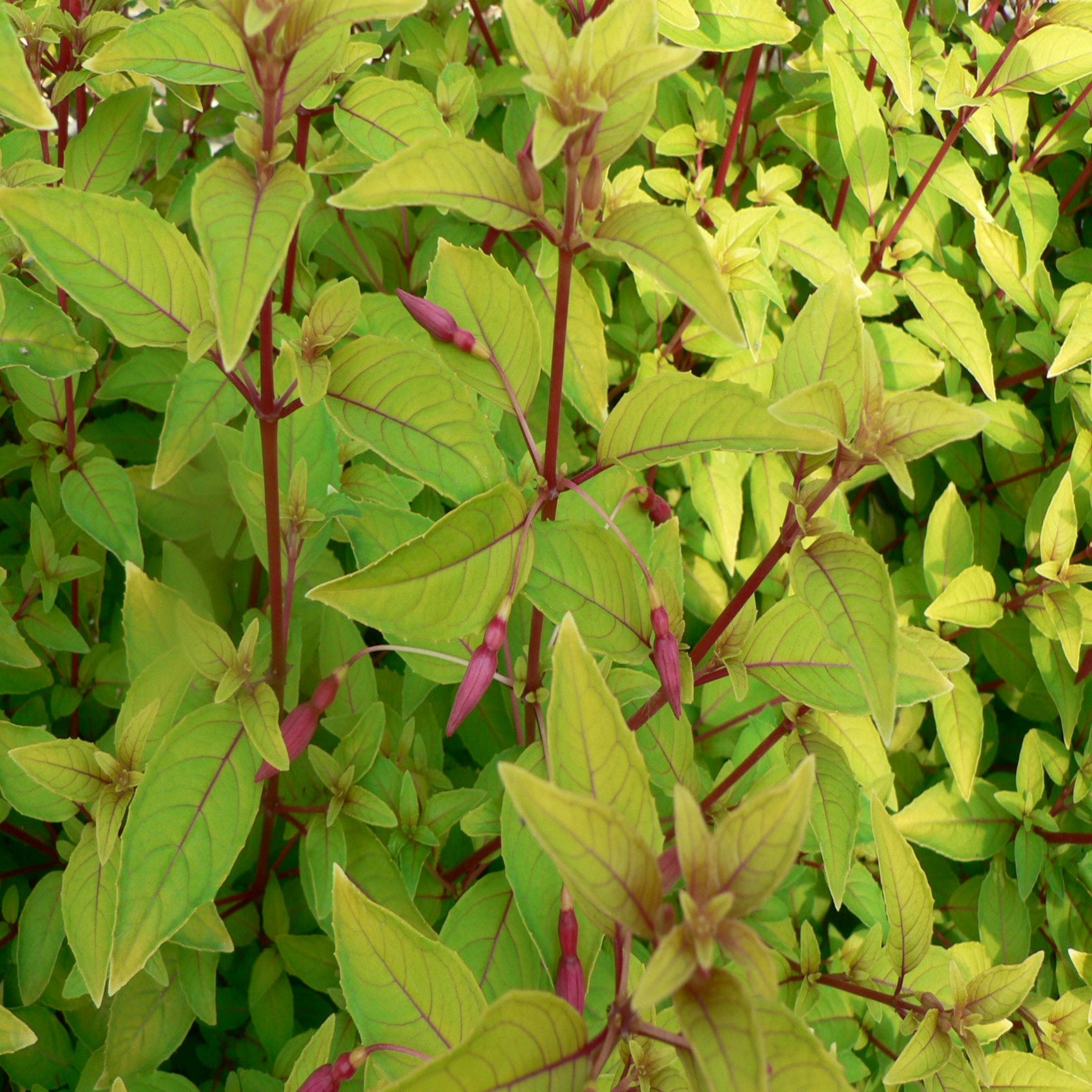 3 x Mixed Hardy Fuchsia 9cm