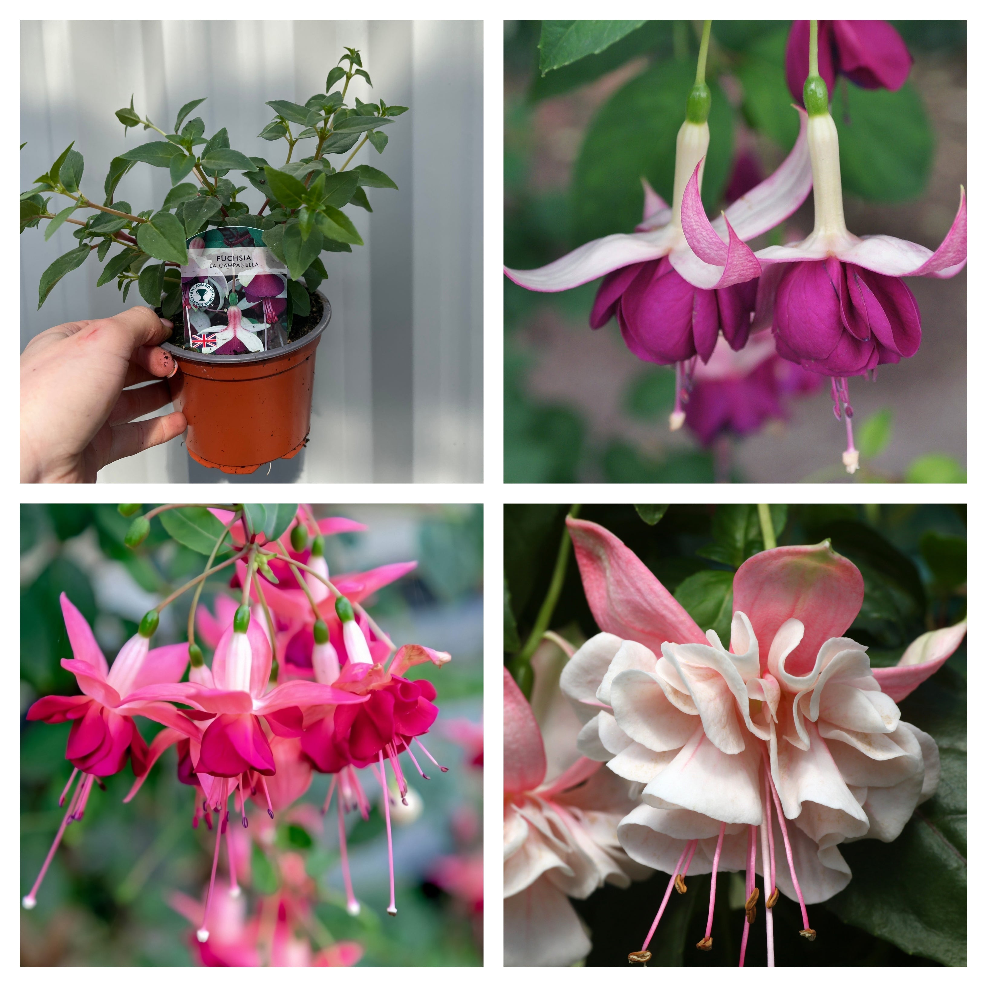 3 x Trailing Fuchsias (3 x 9cm Pots)