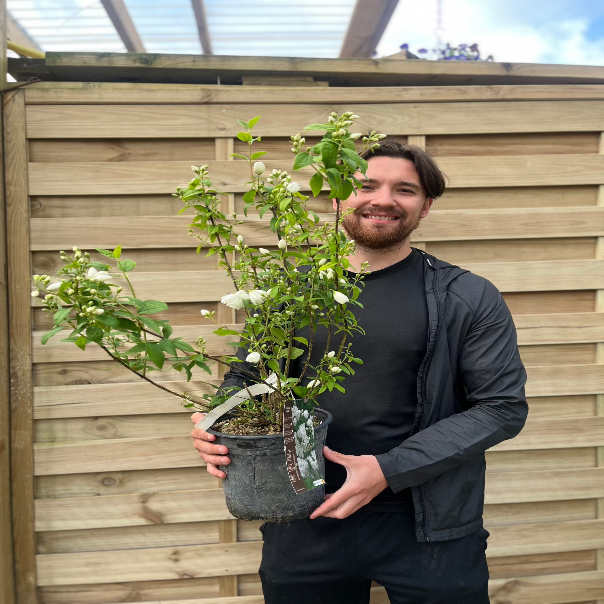 Philadelphus 'Snowbelle' 9cm / 1L / 2L /5L