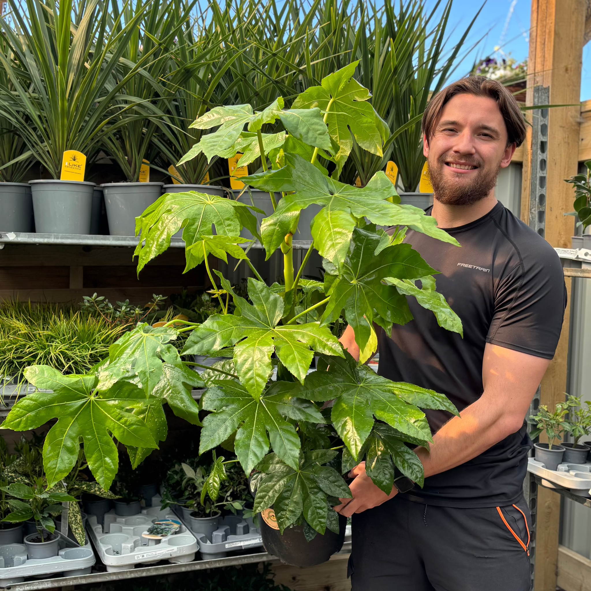 Fatsia japonica 9cm-5L