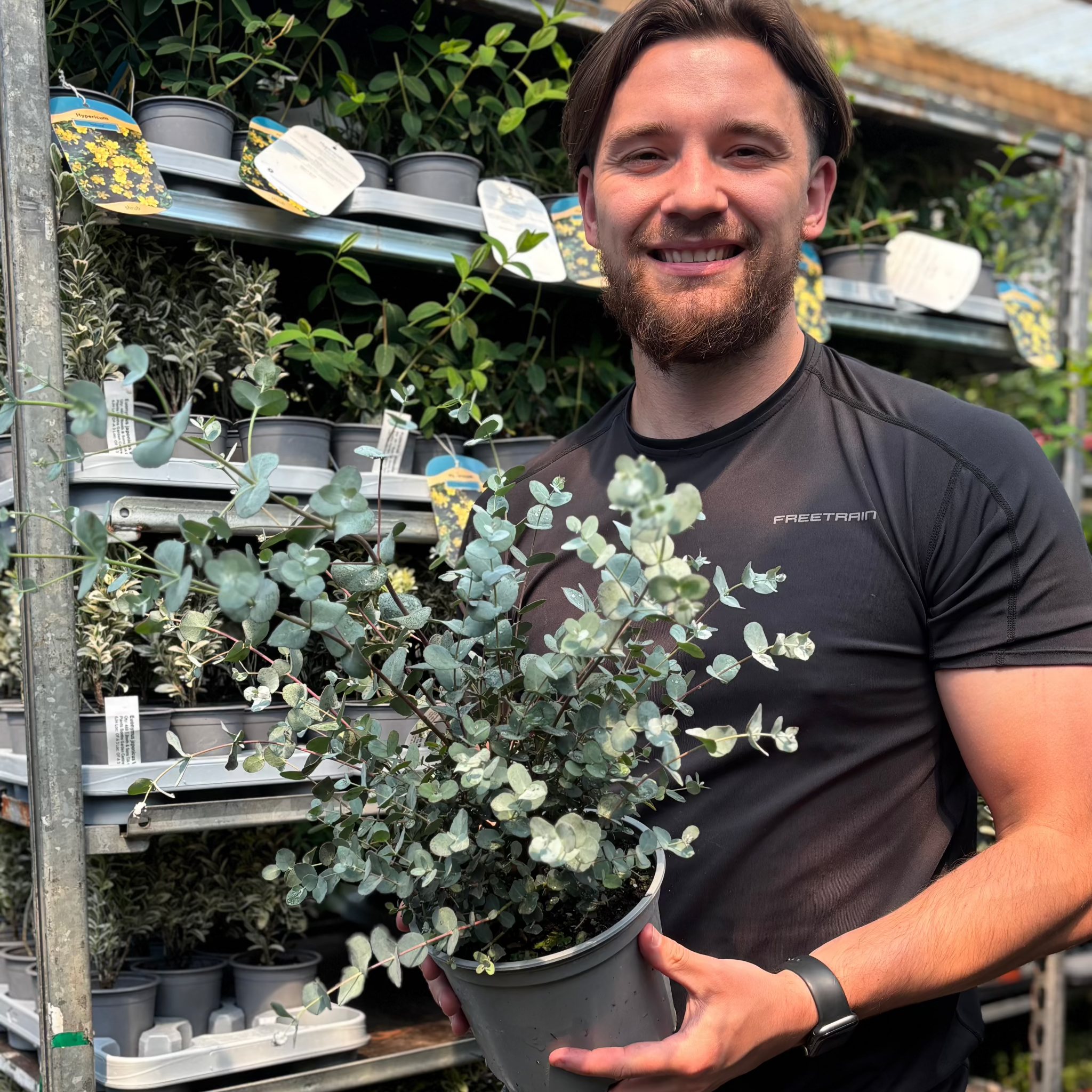 Eucalyptus 'Gunnii' | 2L / 5L Pot