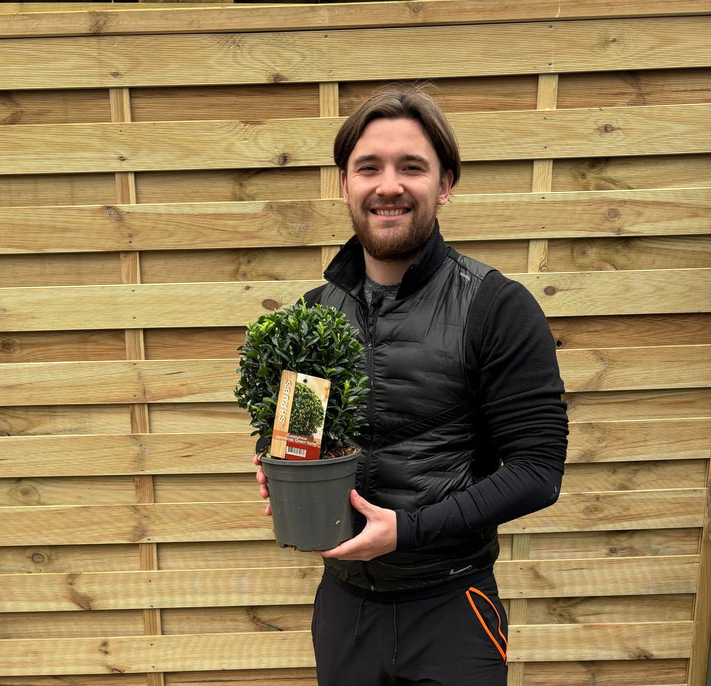 Euonymus japonicus Ball 'Green Spire' 2L