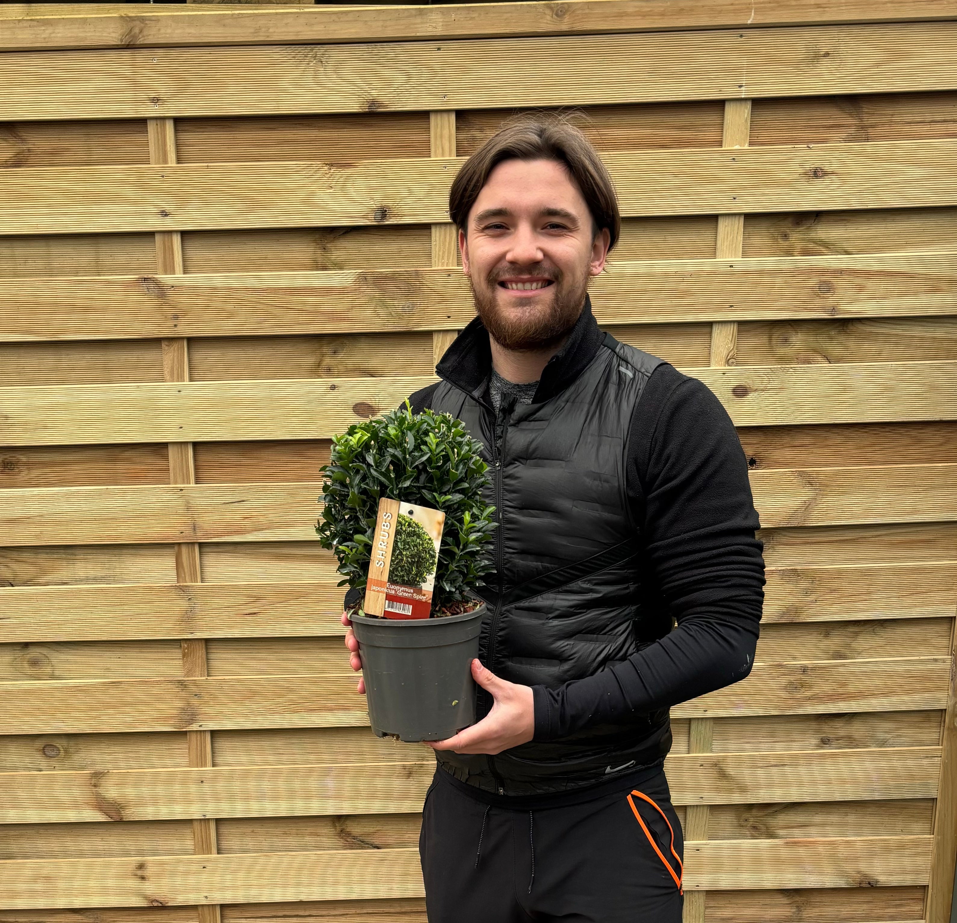 Euonymus japonicus Ball 'Green Spire' 2L