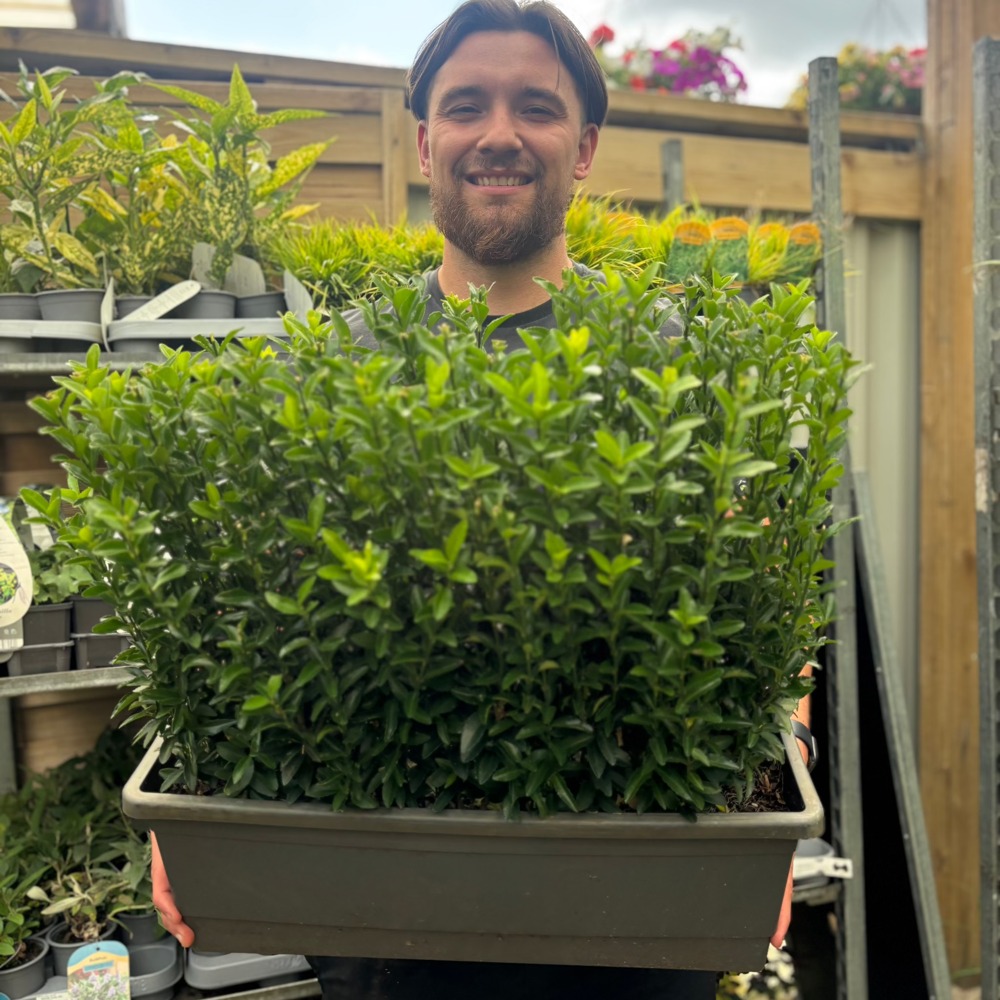 Euonymus japonicus 'Green Spire' (Multibuy Offers Available)