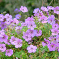 Geranium 'Dusky Crug' 2L