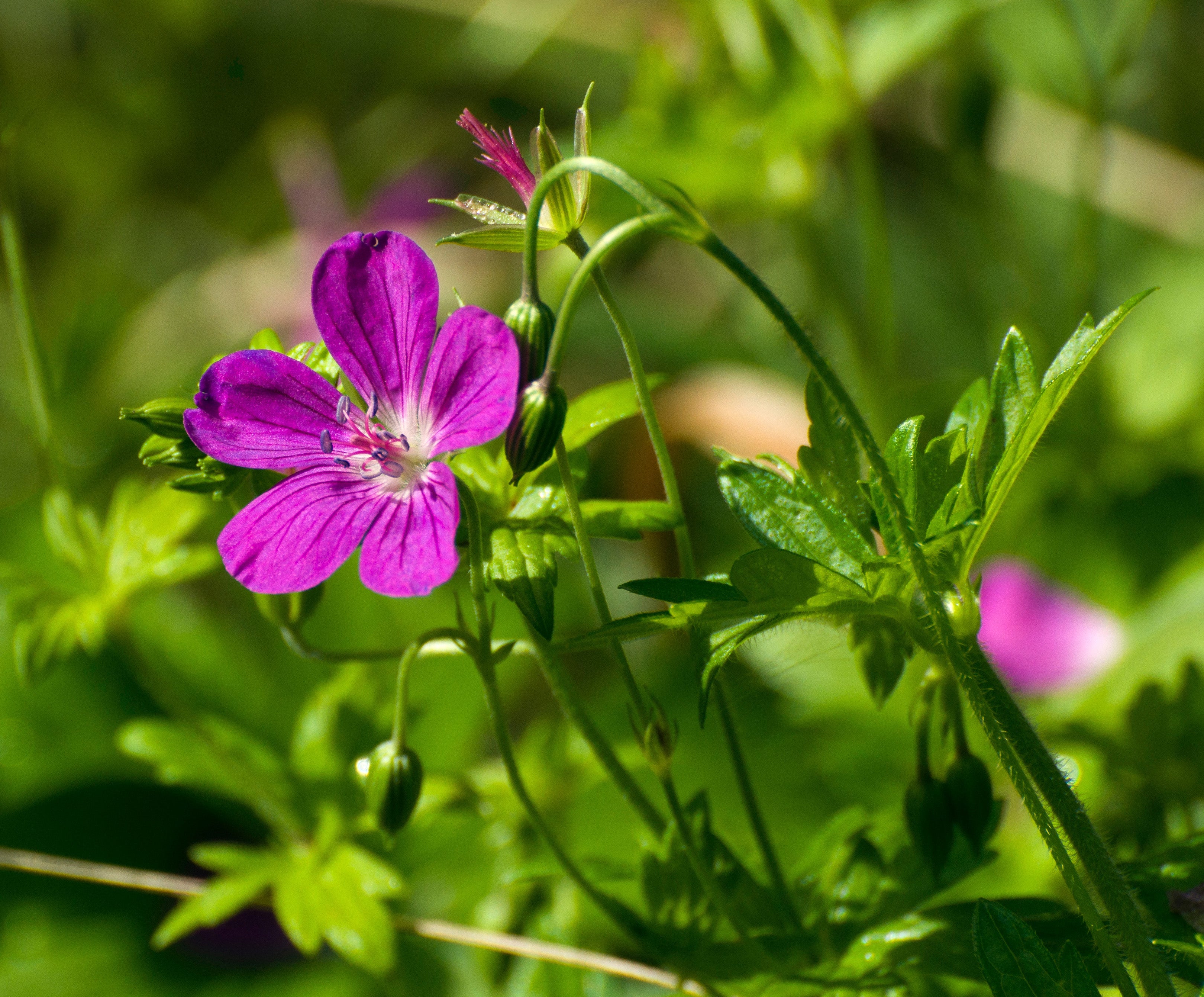 Geranium palustre - BP042 Packs