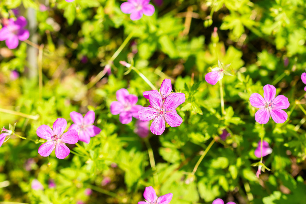 Geranium palustre - Marginal Pond Plants - BP042