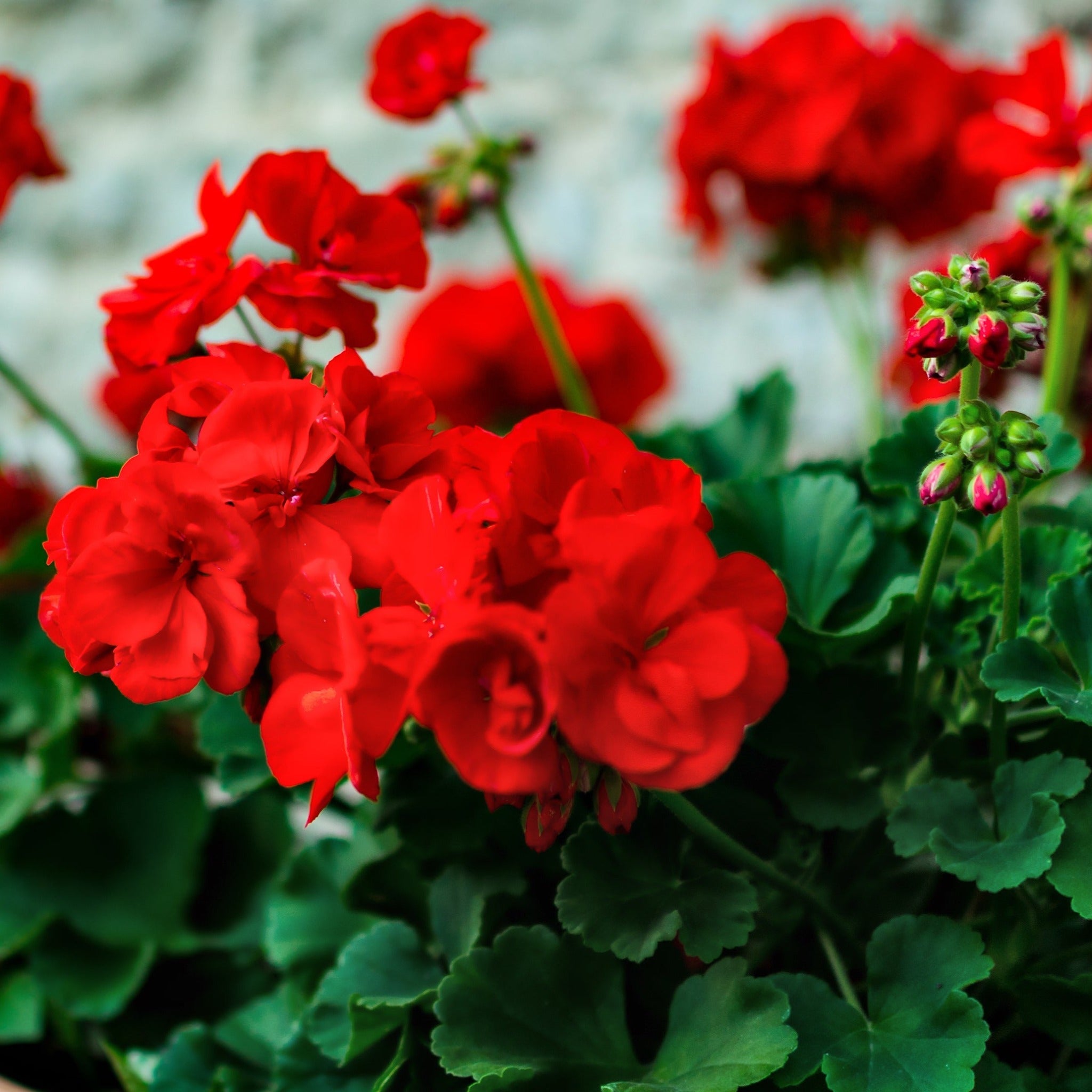 Geranium Red 1.5L