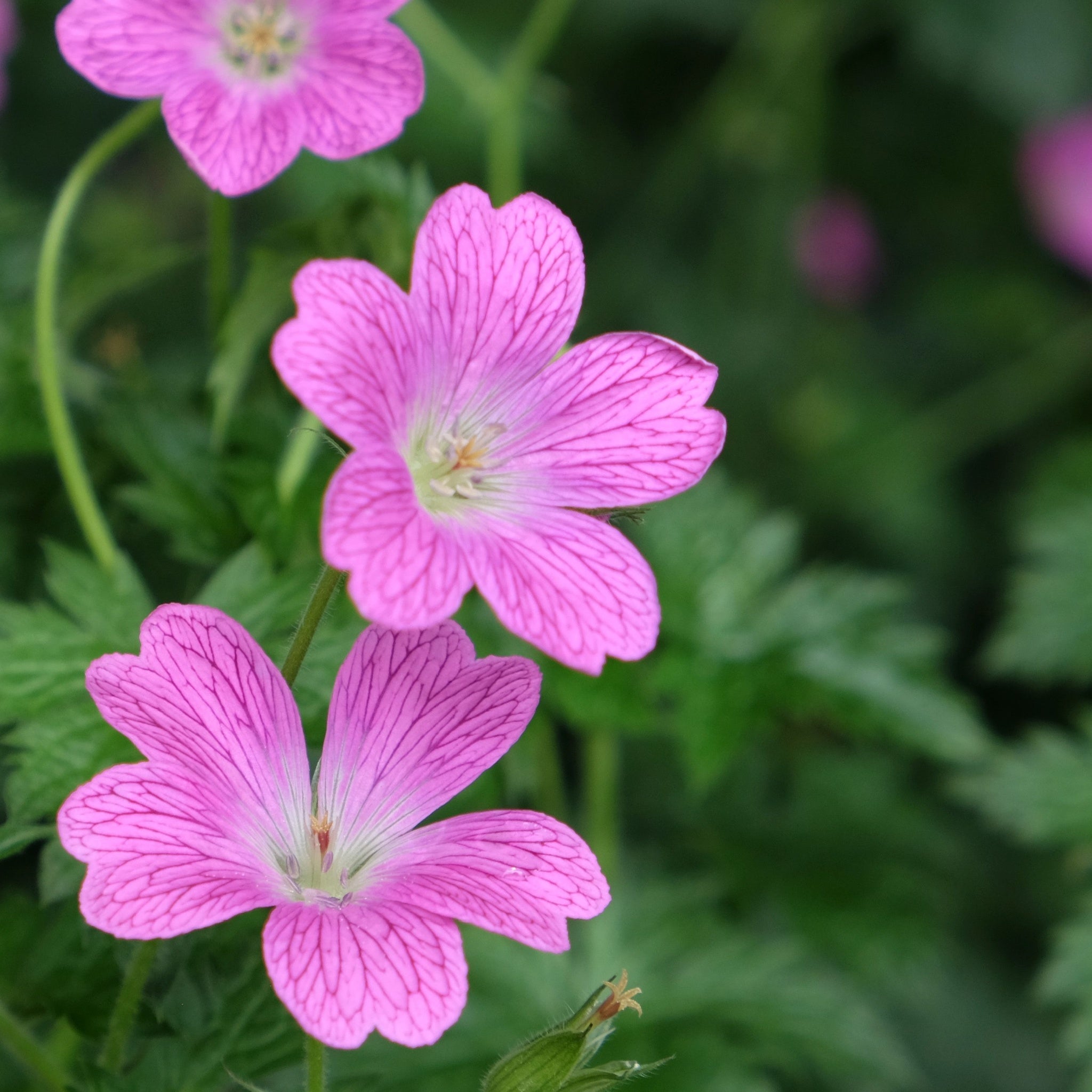 Geranium endressi 'Wargrave Pink’ 9cm