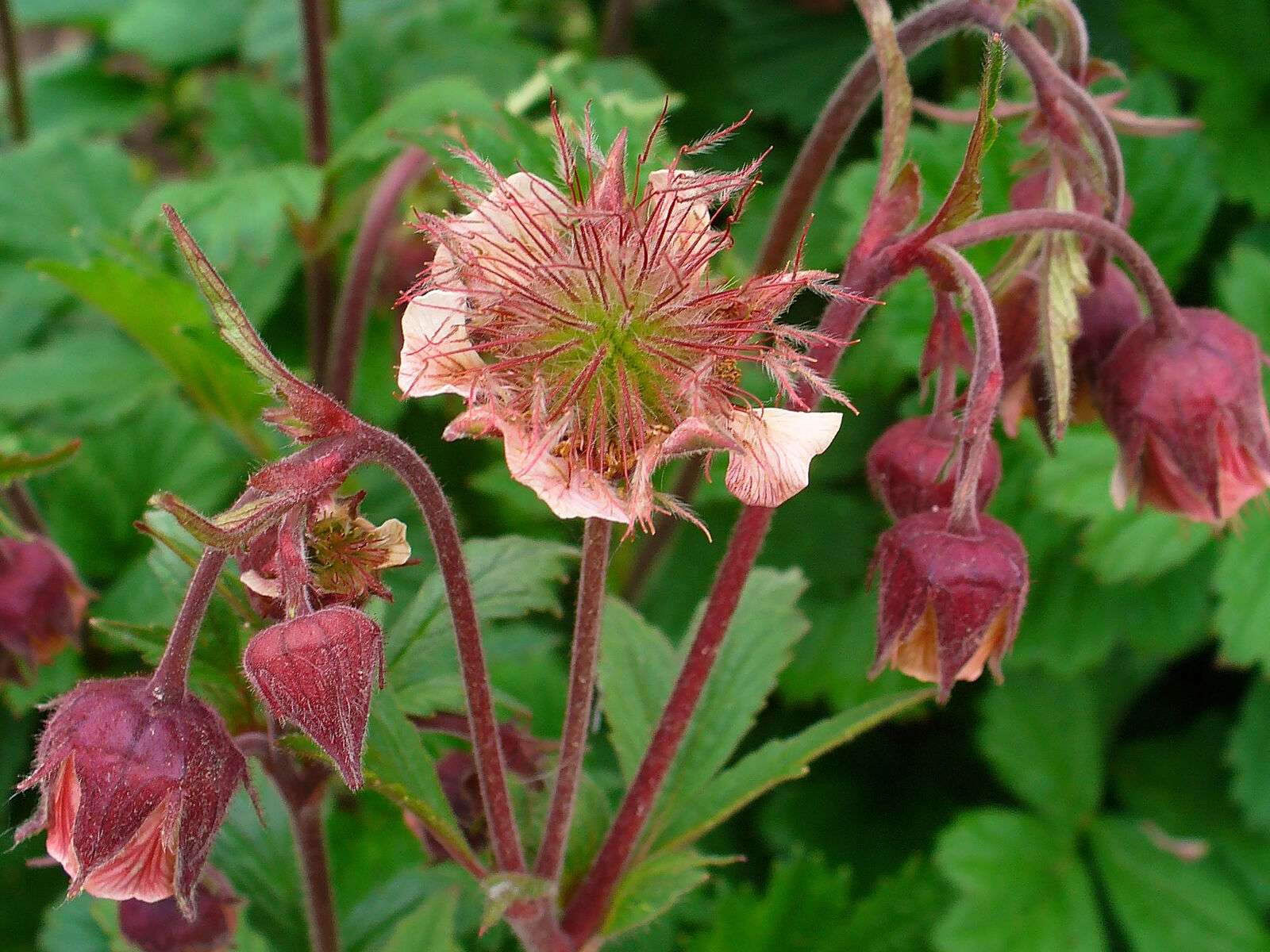 Geum rivale (Water avens) - MP038 Packs
