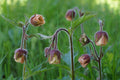 Geum rivale (Water avens) - Marginal Pond Plants - MP038
