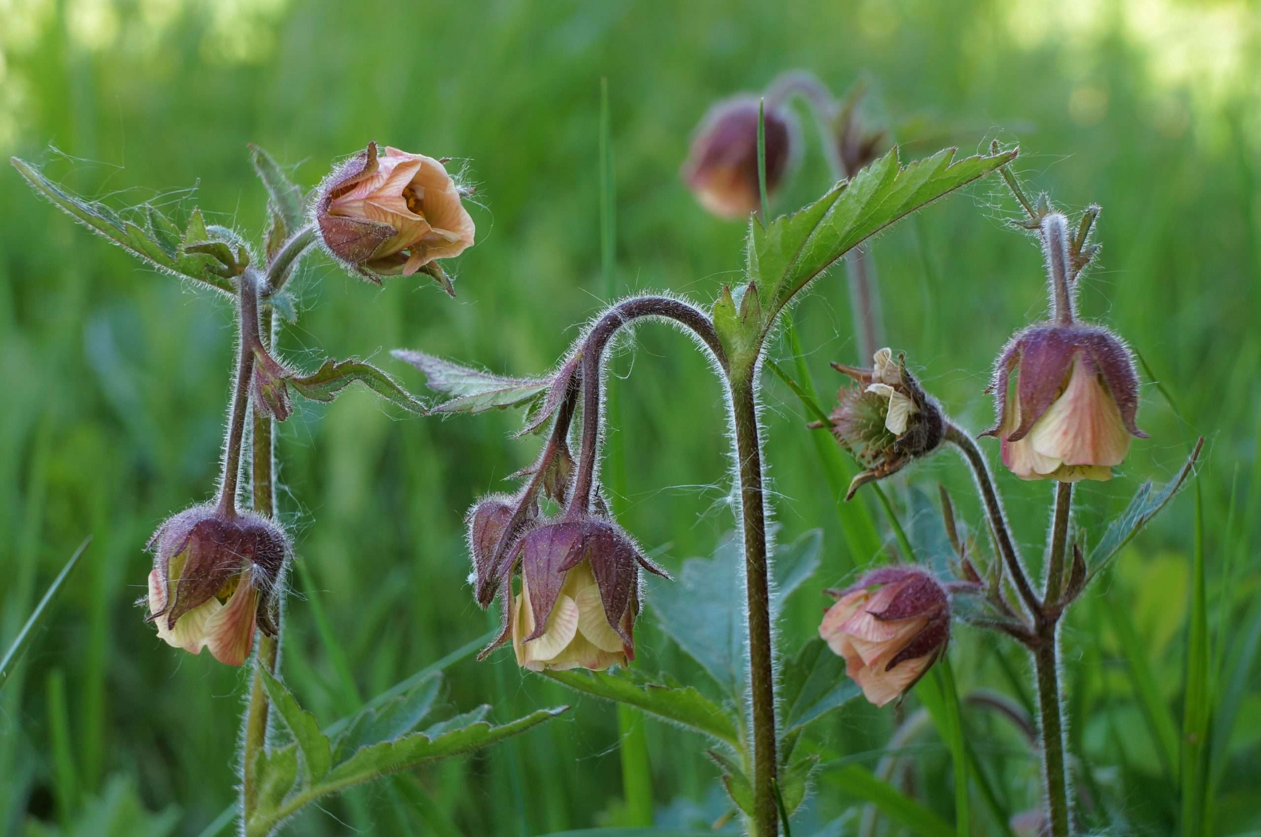 Geum rivale (Water avens) - Marginal Pond Plants - MP038
