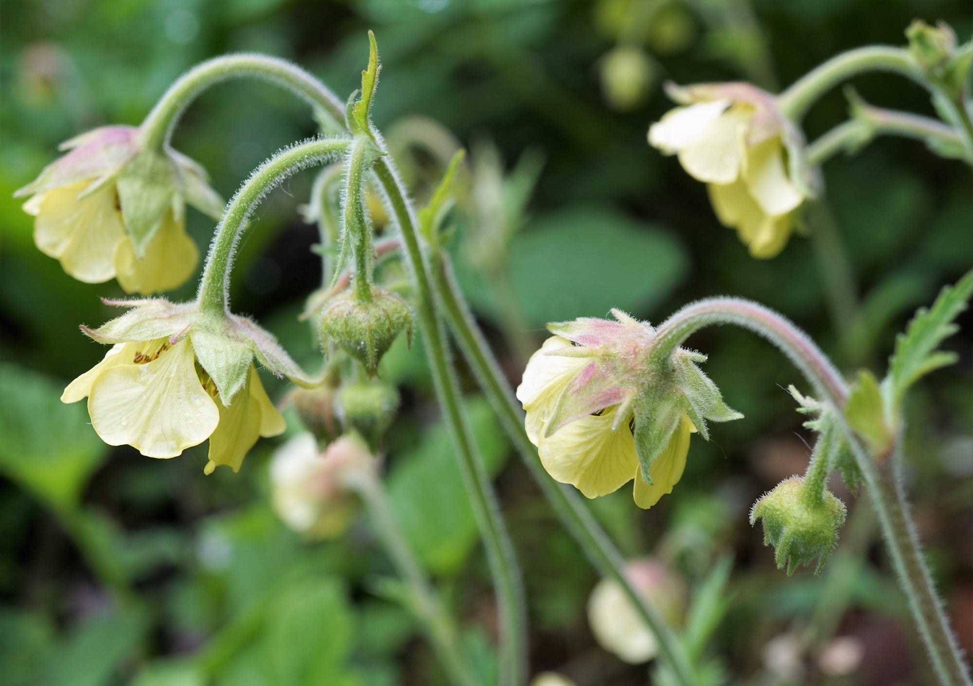 Geum rivale (Lemon Drop) - Marginal Pond Plants - MP039