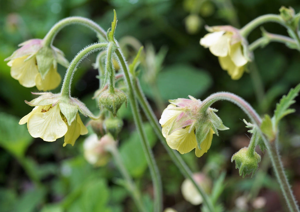 Geum rivale (Lemon Drop) - Marginal Pond Plants - MP039
