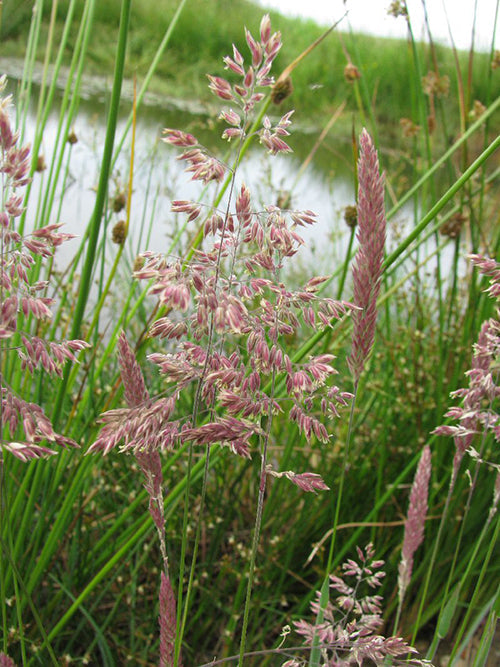 Glyceria maxima (Reed sweet grass) - MP040 Packs