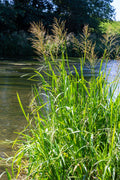 Glyceria maxima (Reed sweet grass) - MP040 Packs