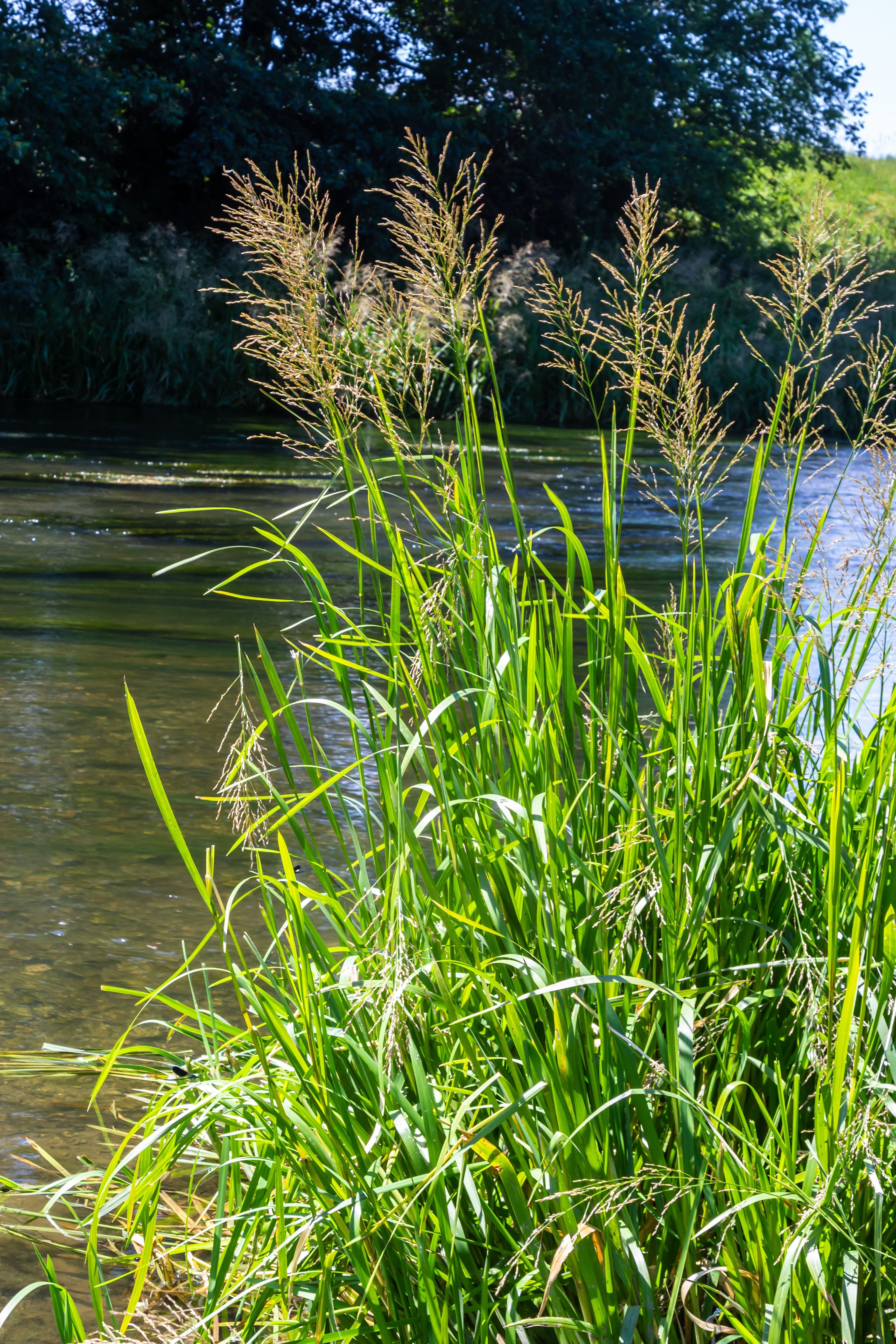Glyceria maxima (Reed sweet grass) - MP040 Packs