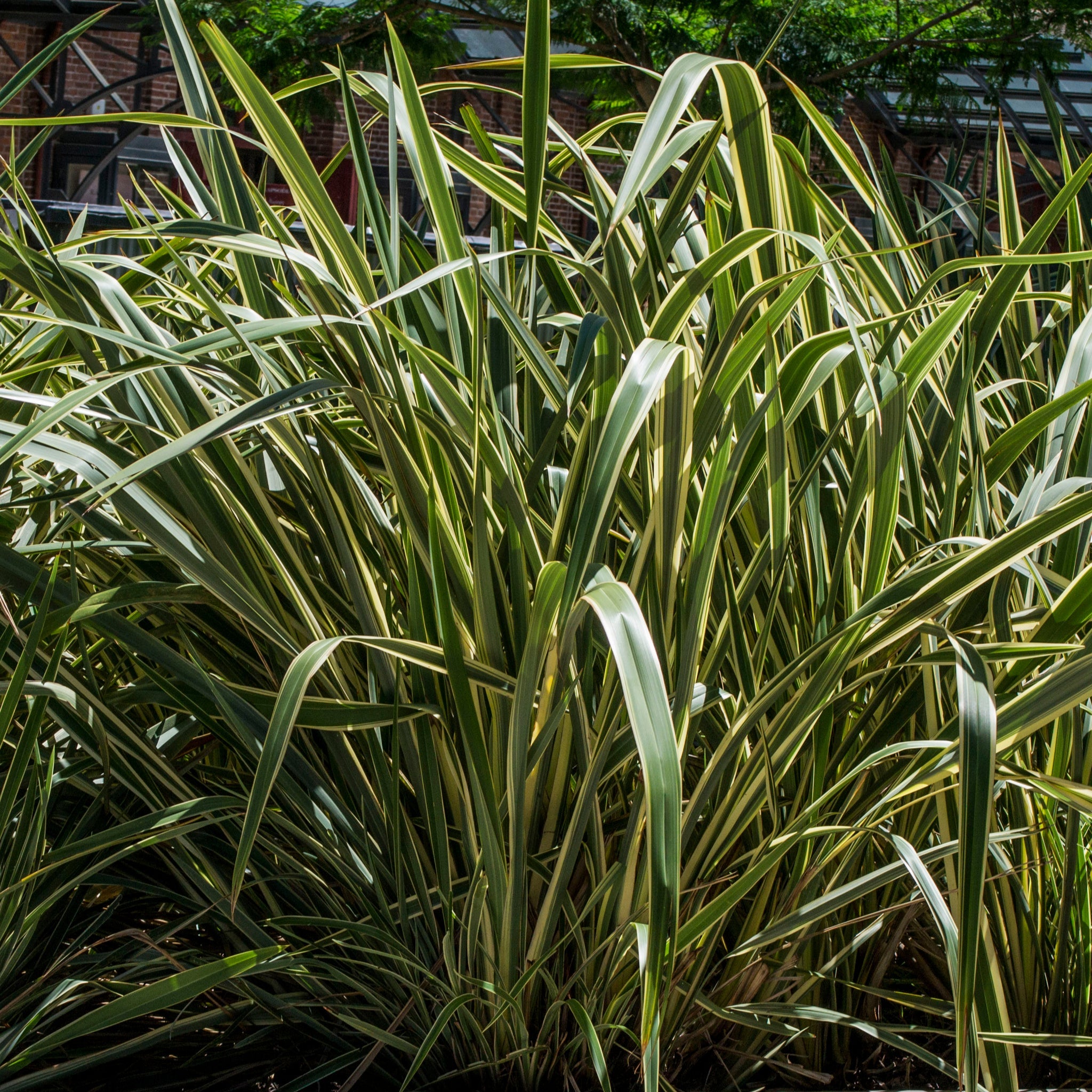 Phormium 'Gold Ray' 9cm / 2L