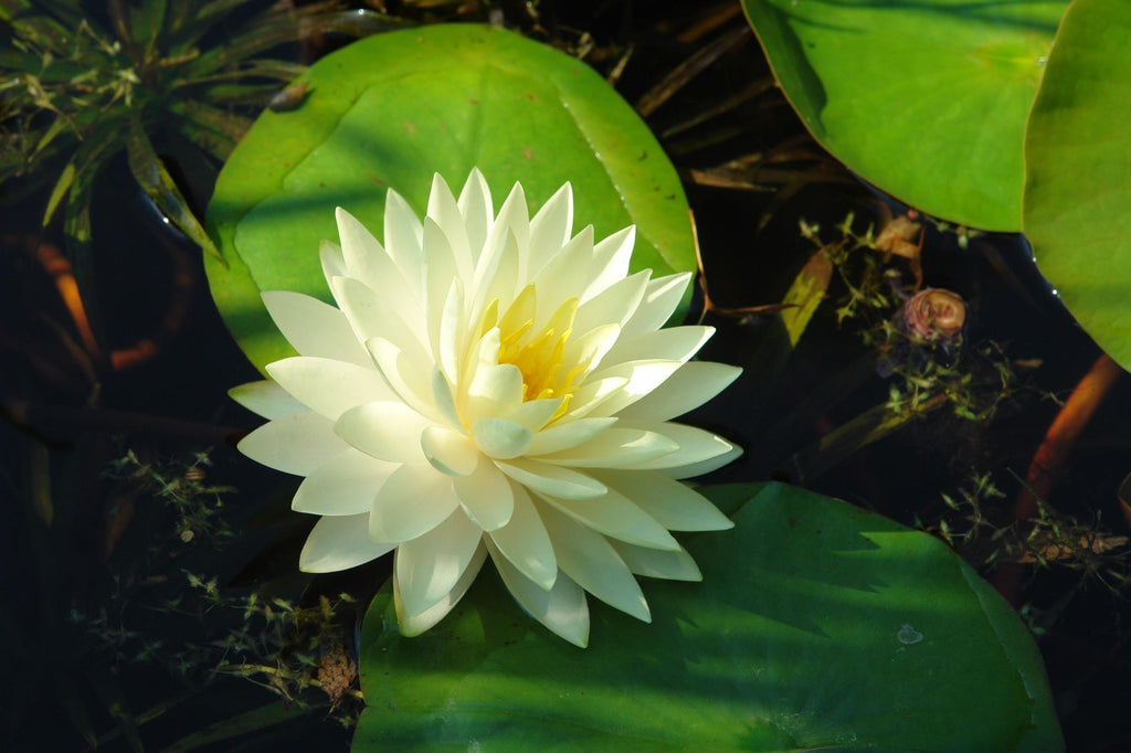 Gonnere - snowball water lily - pond plants - LW10