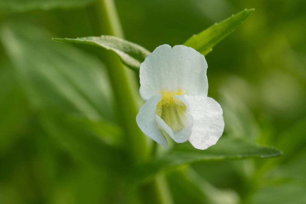 Gratiola officinalis (Summer Snowflake) - MP042 Packs