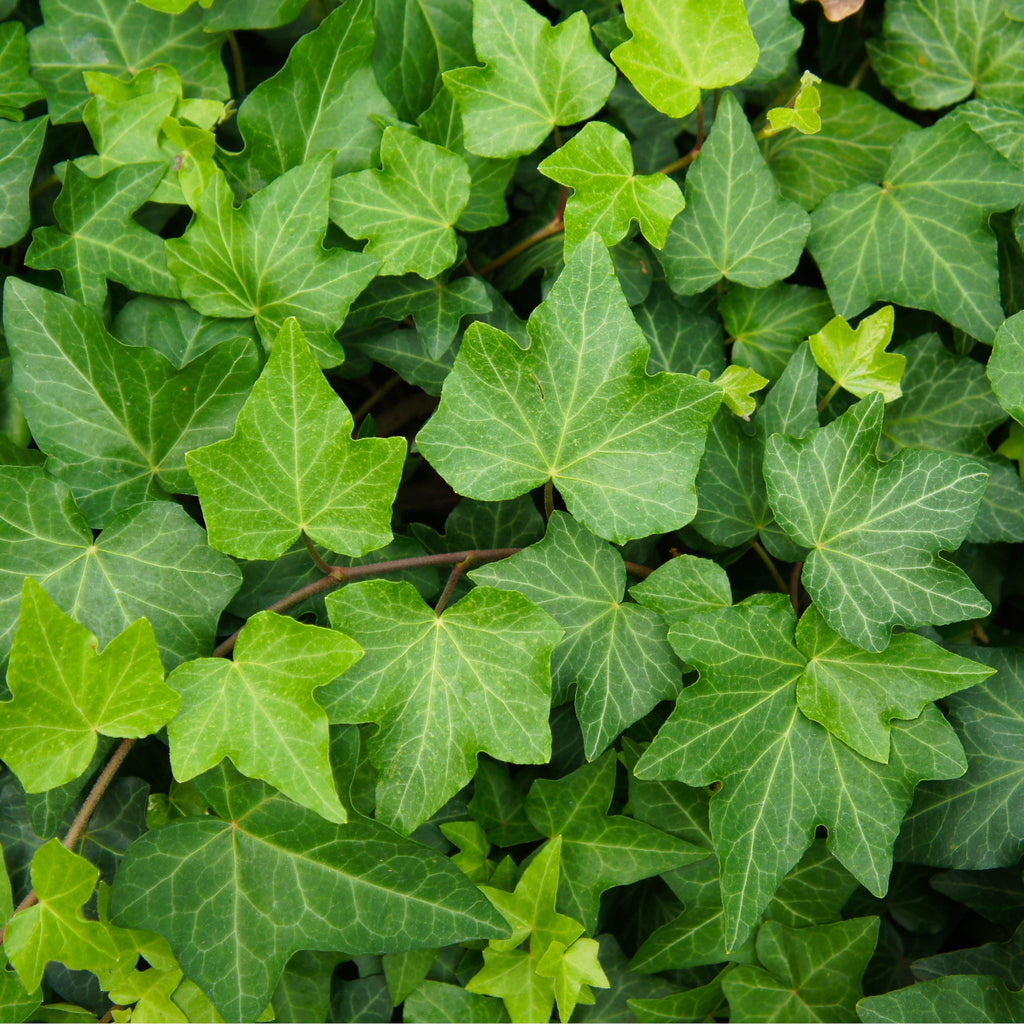Hedera Helix 'Green Ripple' Ivy 1m
