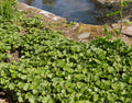 Gunnera magellanica (Devil’s strawberry) - Marginal Pond Plants - BP043