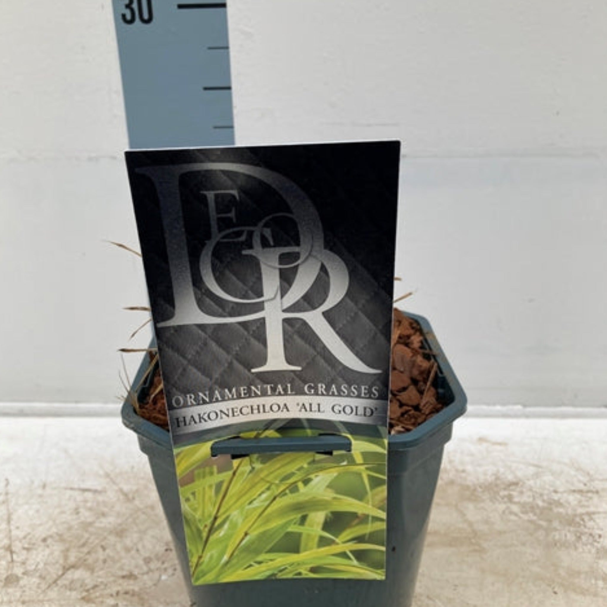 Hakonechloa macra 'Allgold' Grass 9cm / 2L