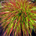 Hakonechloa macra 'Mulled Wine' 9cm