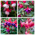 Hardy Fuchsia | Lost Label | 2L/3L