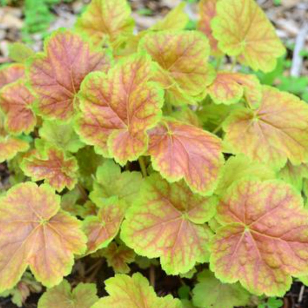 5 Perennials for a Shady Site