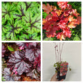 Mix of 3 x Heuchera 9cm