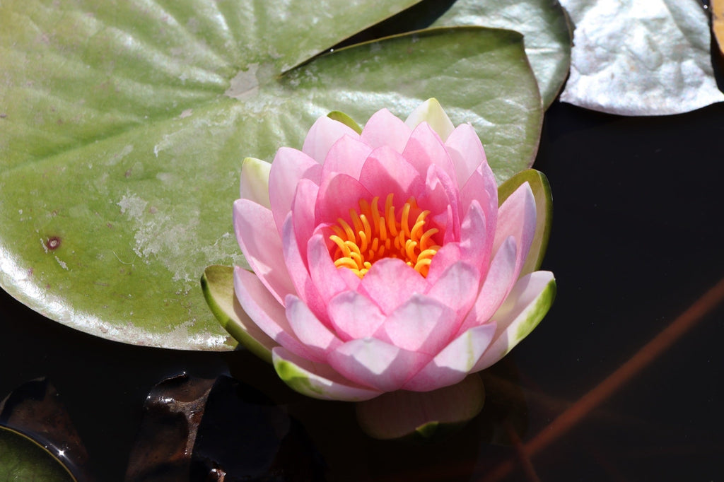 Hollandia water lily - pond plants - MW10