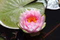 Hollandia water lily - pond plants - MW10