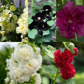 Mix of 3 Holly Hock (3 x 9cm Pot)