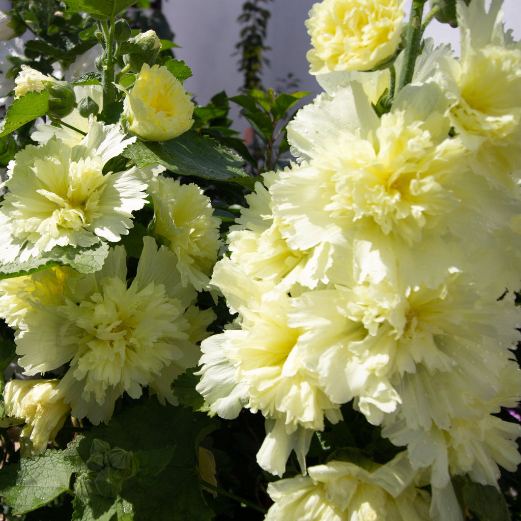 Hollyhock (Alcea) Yellow 'Spring Celebrities Lemon' 1.5L