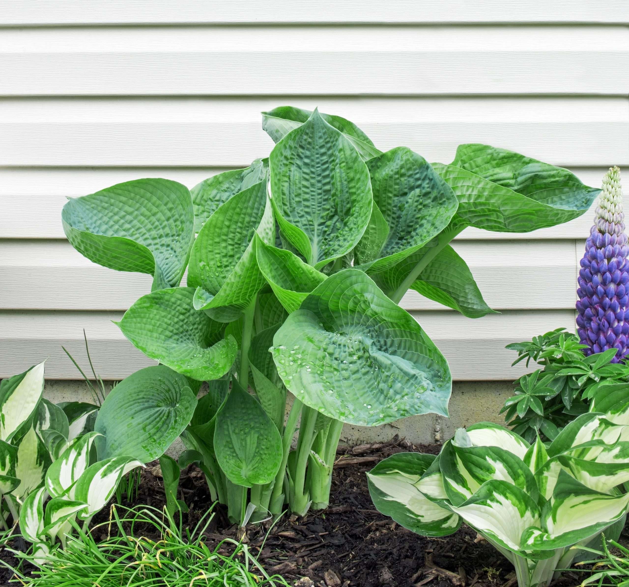 Hosta abiqua 'Drinking Gourd' - Marginal Pond Plants - BP045