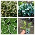 Mix of 3 x Hostas 9cm