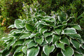 Hosta Patriot - BP047 Packs