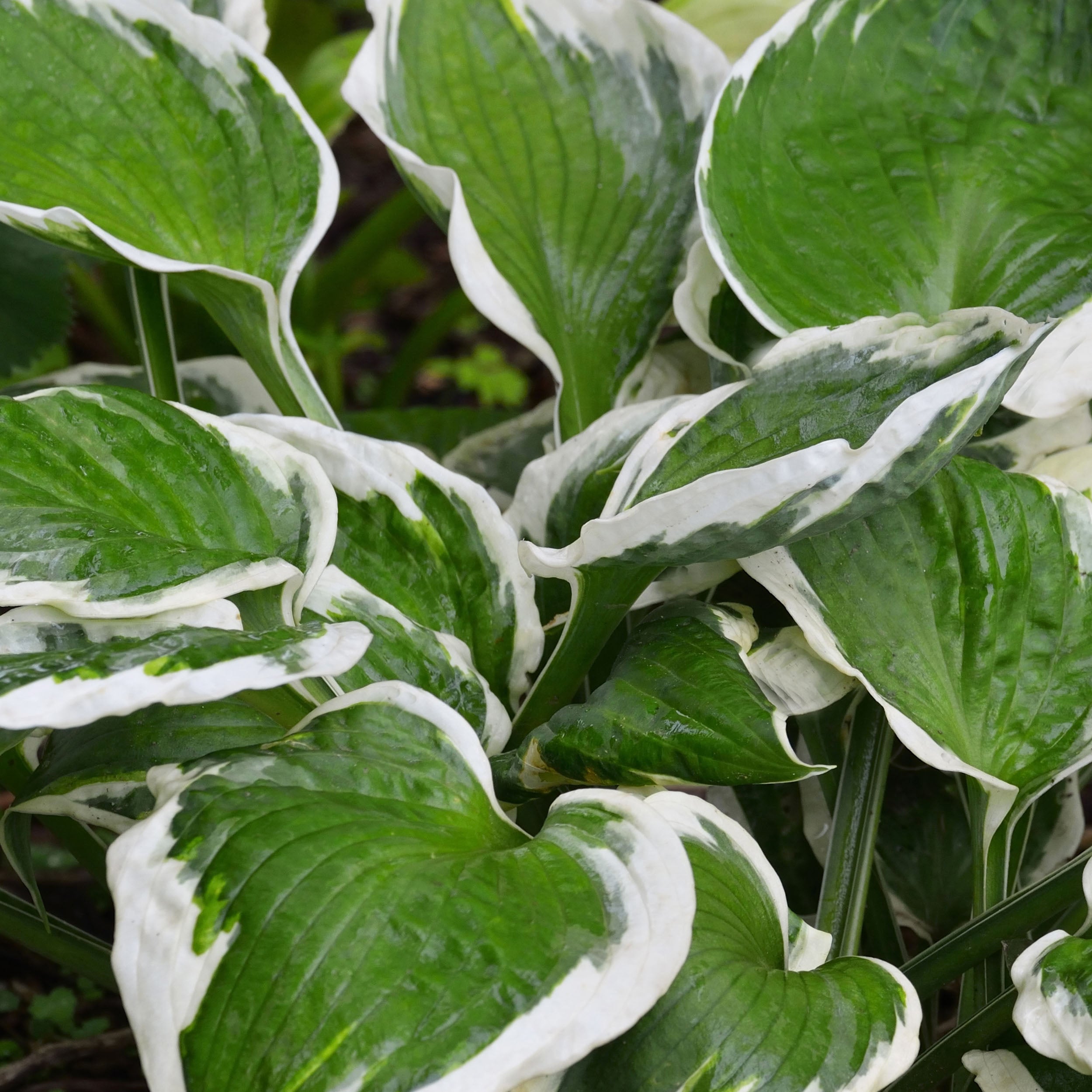 Hosta Patriot - BP047 Packs