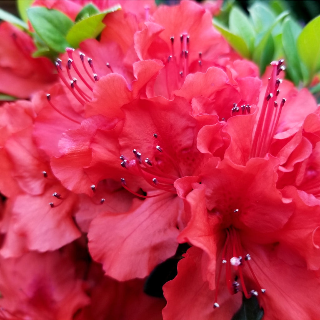 Azalea 'Hotshot' 2L