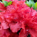 Azalea 'Hotshot' 2L