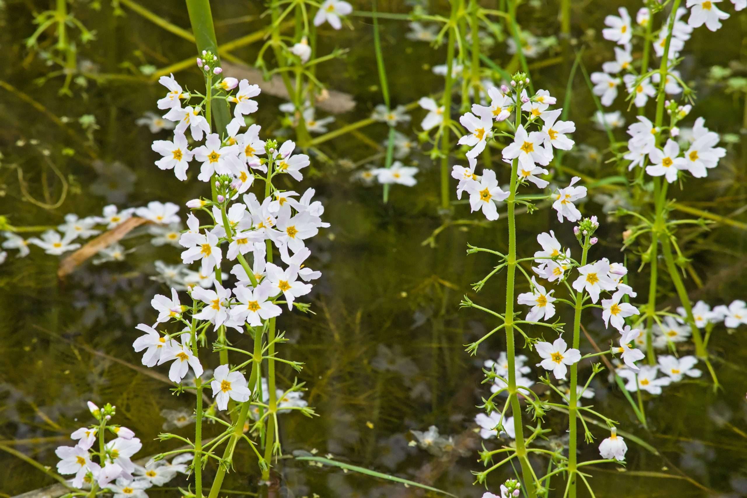 Hottonia Palustris - Marginal Pond Plants  - Pond Plants - Water Plants - OX009
