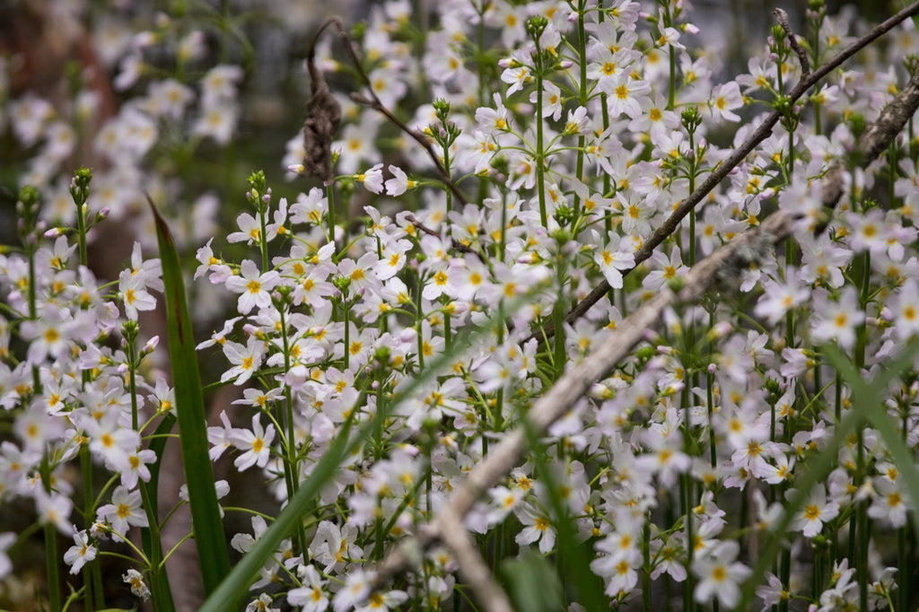 Hottonia Palustris - Marginal Pond Plants  - Pond Plants - Water Plants - OX009