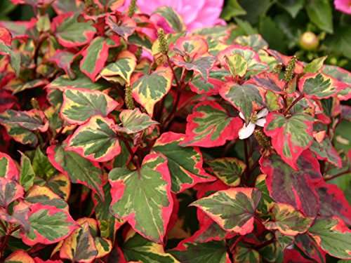 Houttuynia cordata ‘Chameleon’ (Harlequin plant) - Marginal pond plant - MP044