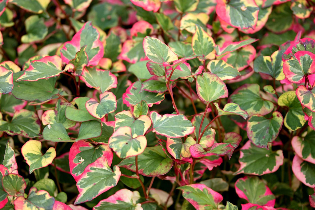 Houttuynia cordata ‘Chameleon’ (Harlequin plant) - Marginal pond plant - MP044