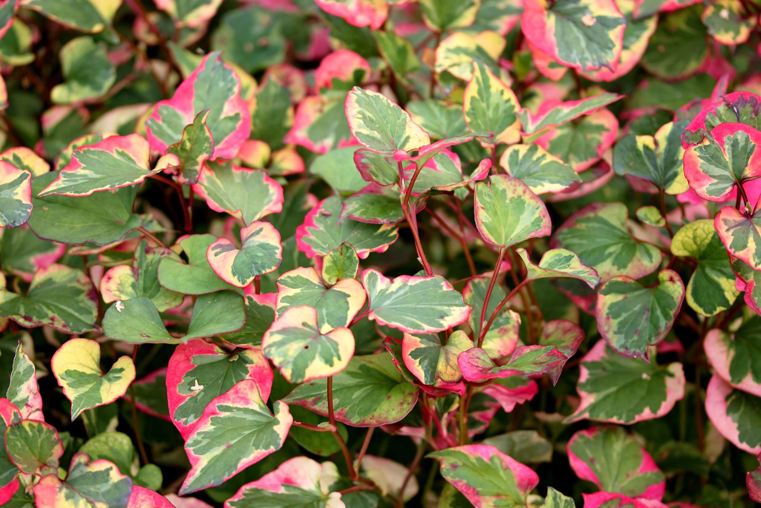 Houttuynia cordata ‘Chameleon’ (Harlequin plant) - Marginal pond plant - MP044