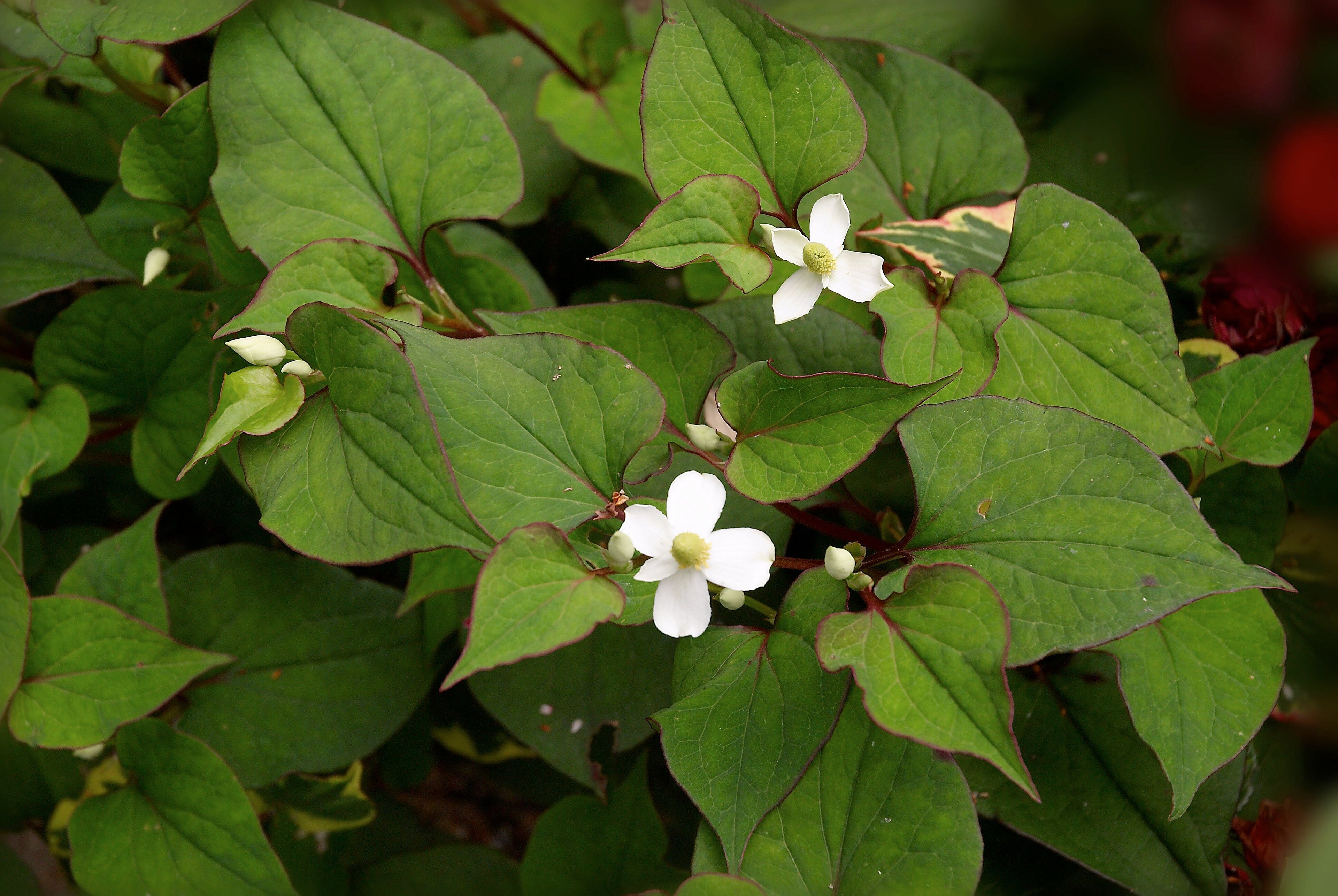 Houttuynia cordata ‘Plena’ (Orange peel plant) - MP045  Packs